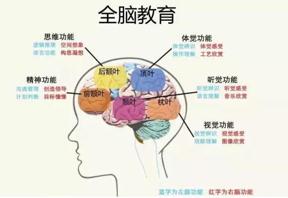 幼兒早期教育居然占右腦開發的95%